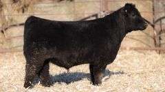 TAG 165 STEER