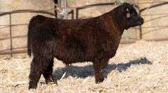 TAG 831 STEER