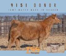 DONOR 9151 X IGWT (MALE) EMBRYOS