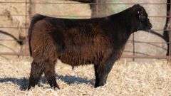 TAG 268 STEER