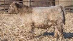 TAG 8005 STEER