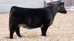 DONOR 0/60 X IGWT (MALE) EMBRYOS