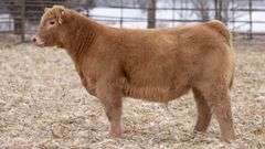 DONOR 9151 X IGWT (MALE) EMBRYOS