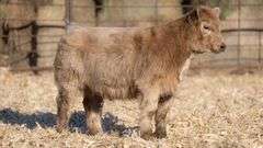 TAG 5074 HEIFER
