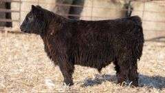 TAG 803 STEER