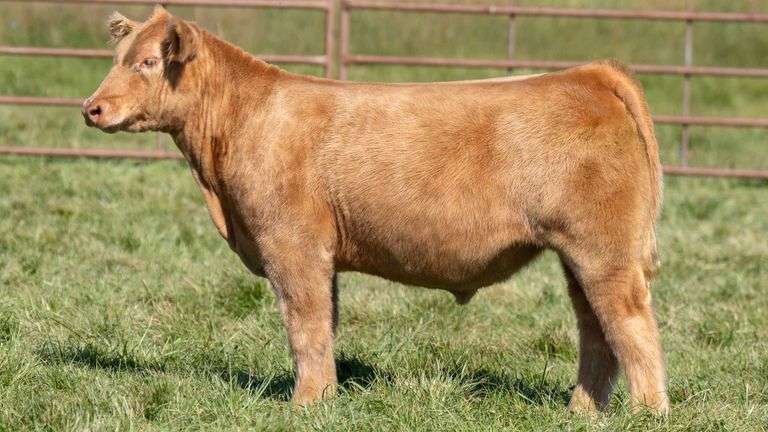 TAG 2406 STEER