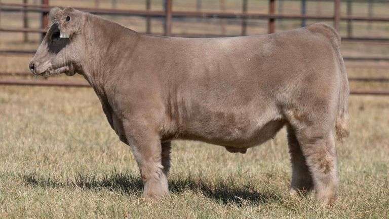 MILLER CATTLE TAG 15 STEER