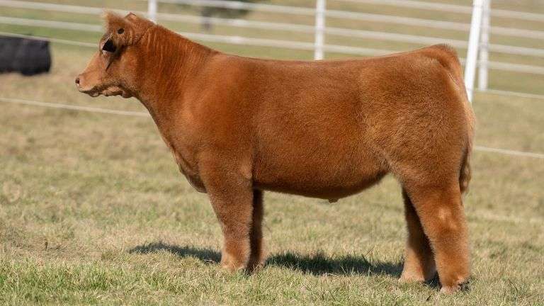 GORETSKA TAG 2 STEER
