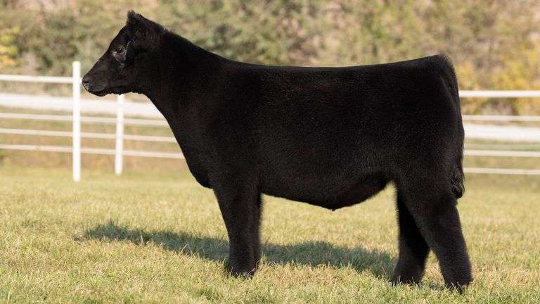 GORETSKA TAG 64 STEER