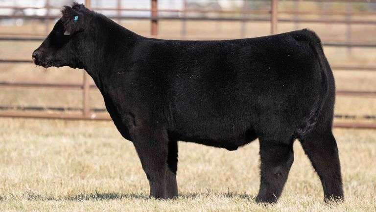 MILLER CATTLE TAG 5 STEER