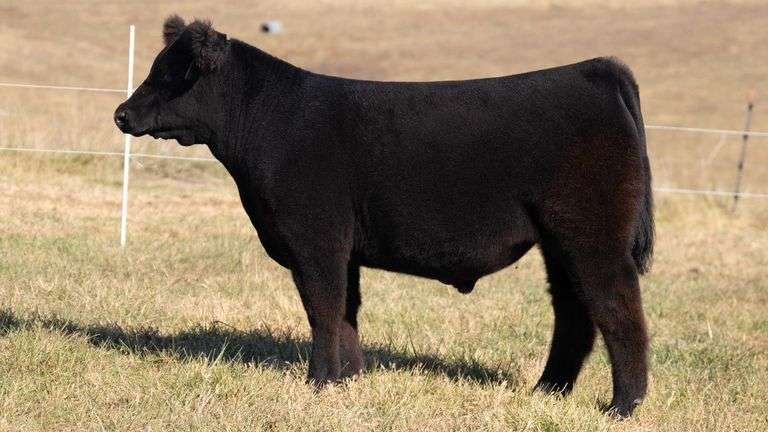 SANDY TAG 18 STEER