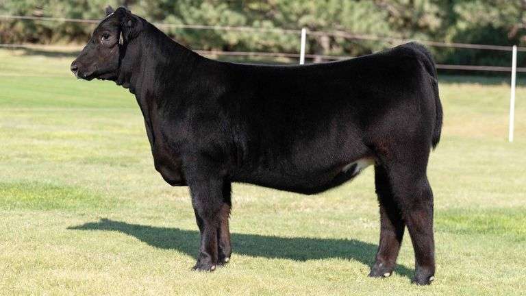 TAG 063 HEIFER