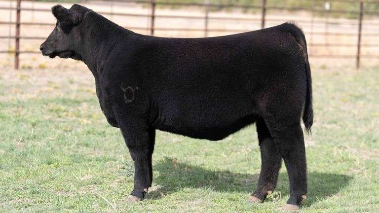 BEAUPREZ TAG 20 HEIFER