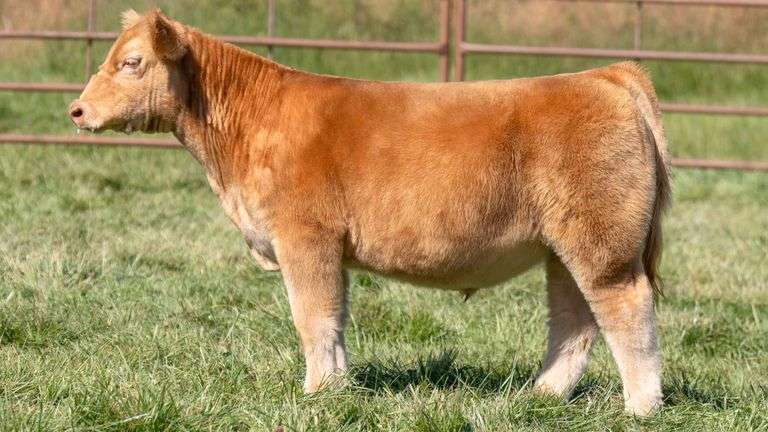 TAG 2498 STEER