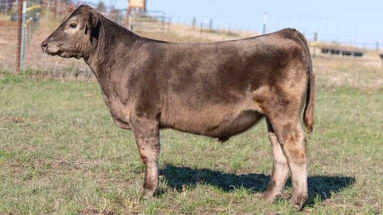 TAG 9 STEER