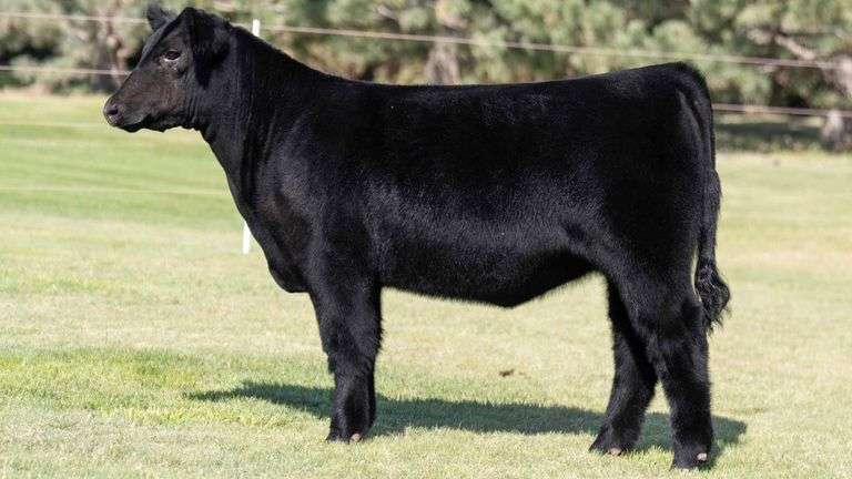 TAG 002 HEIFER