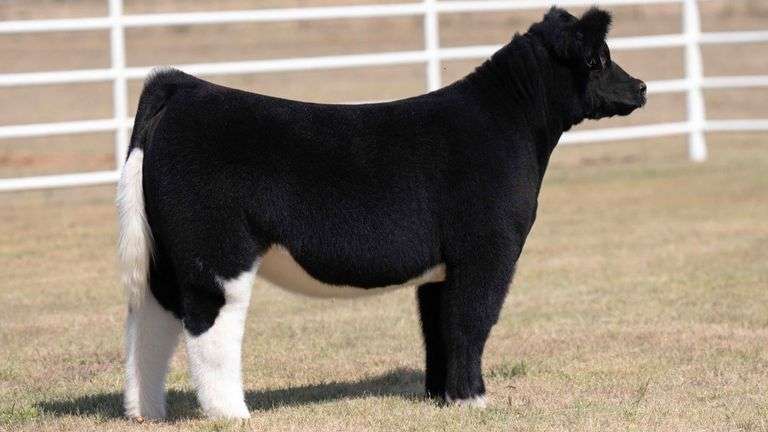 TAG 18 HEIFER