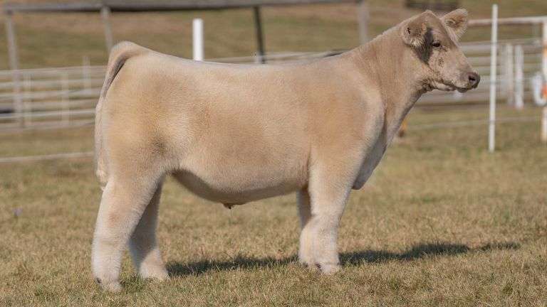 GORETSKA TAG 9 STEER