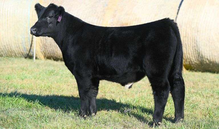 TAG 22 STEER