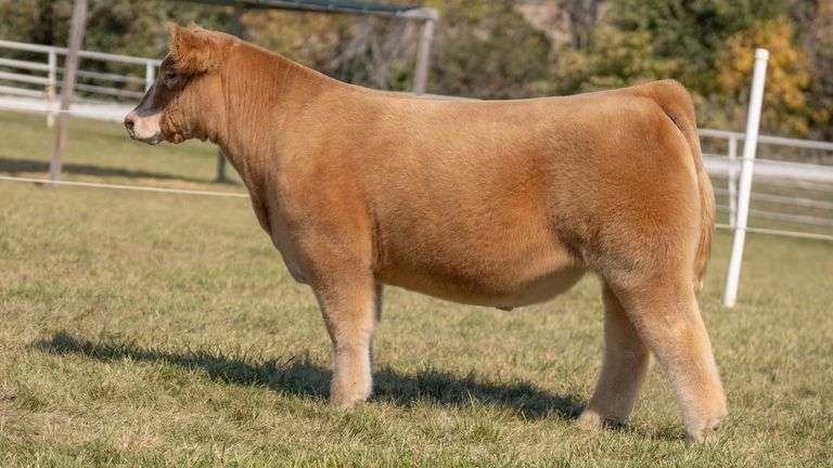 GORETSKA TAG 13 STEER