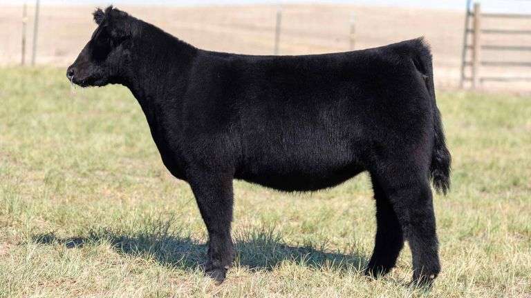 TAG 13 HEIFER