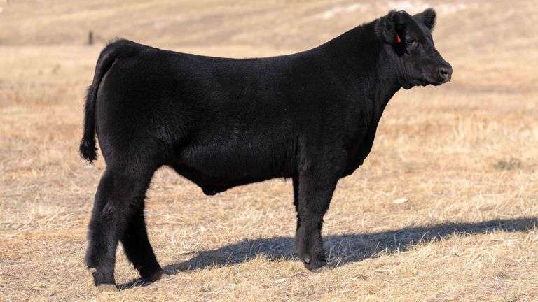 CLASSIC CATTLE TAG 45 STEER