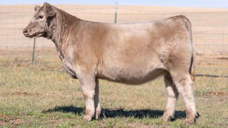 TAG 14 HEIFER