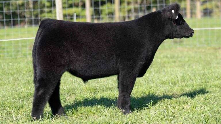 TAG 55 STEER