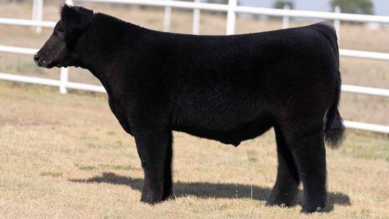 TAG 2 STEER
