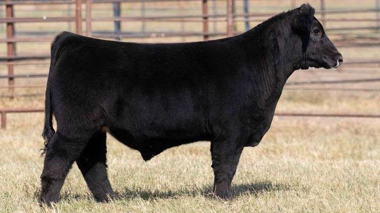 MILLER CATTLE TAG 22 STEER