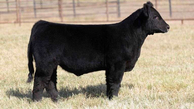 MILLER CATTLE TAG 10 STEER