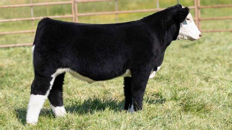 TAG 2497 STEER