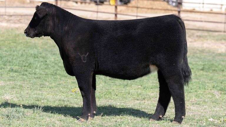 BEAUPREZ TAG 16 HEIFER