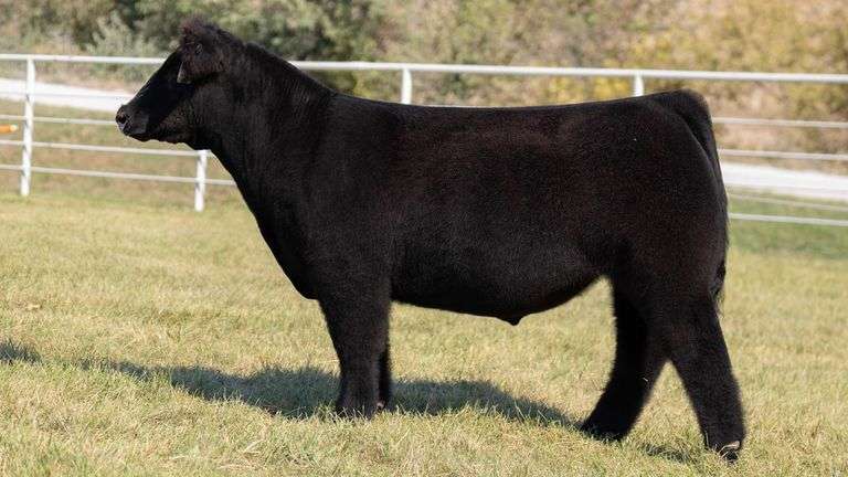 GORETSKA TAG 20 STEER