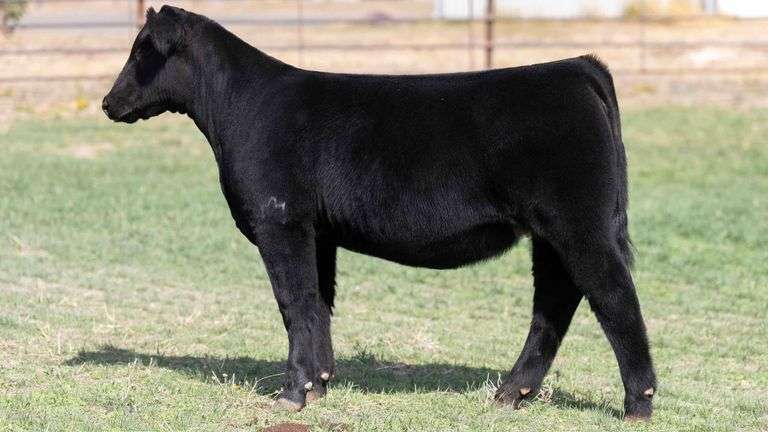 BEAUPREZ TAG 18 HEIFER