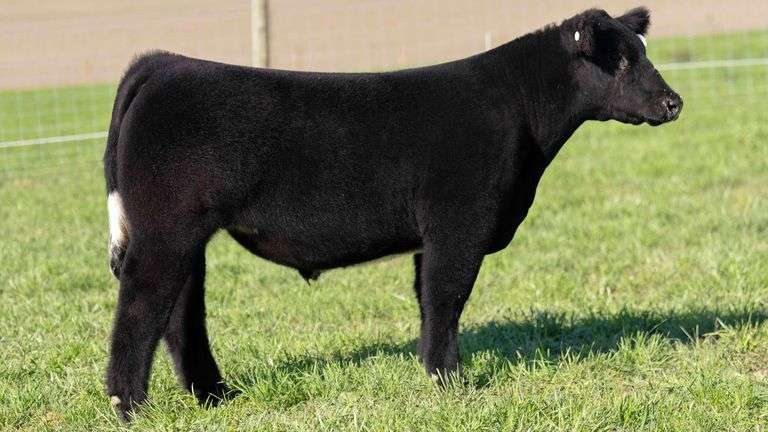 TAG 60 STEER