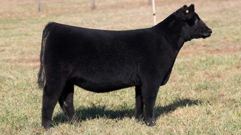 FOUTS TAG 115 PB ANGUS HEIFER