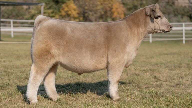 GORETSKA TAG 3 STEER
