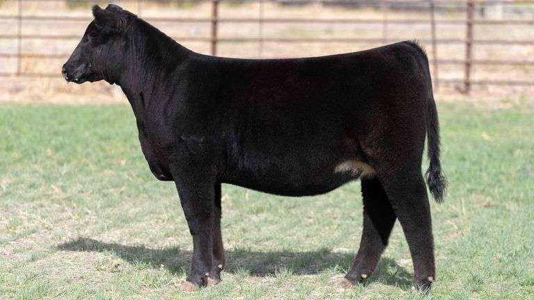 BEAUPREZ TAG 3 HEIFER