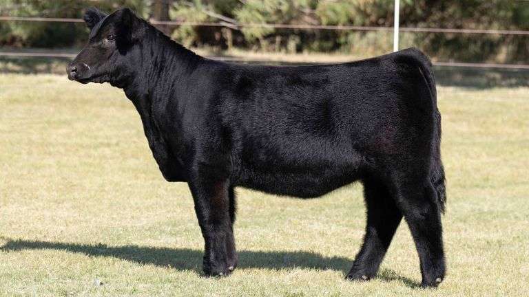 TAG 001 HEIFER