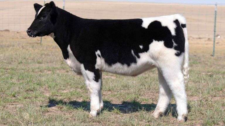 TAG 10 HEIFER