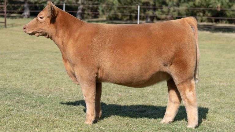 TAG 5 HEIFER