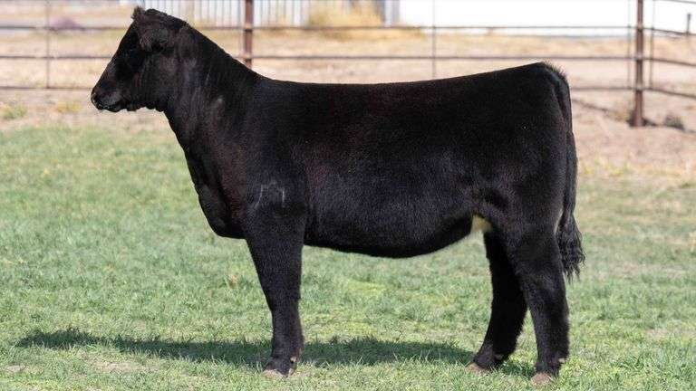 BEAUPREZ TAG 9 HEIFER