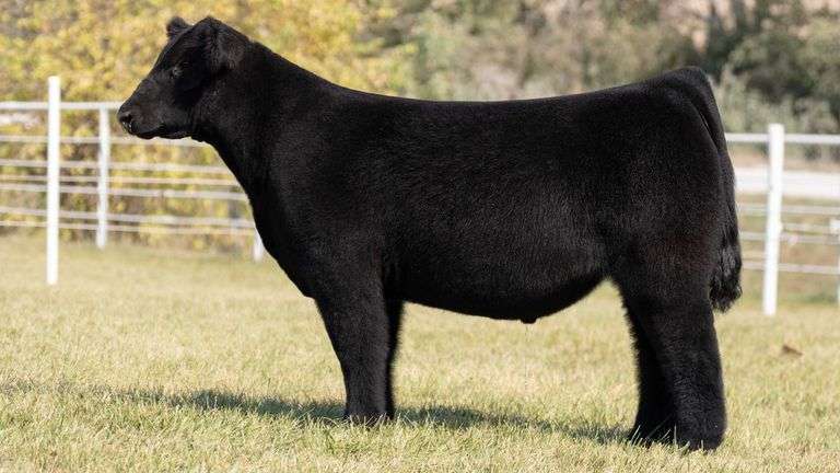 GORETSKA TAG 19 STEER