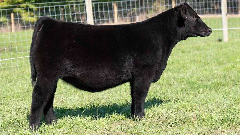 TAG 58 HEIFER