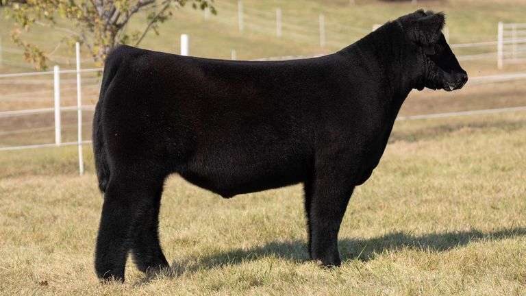 GORETSKA TAG 23 STEER