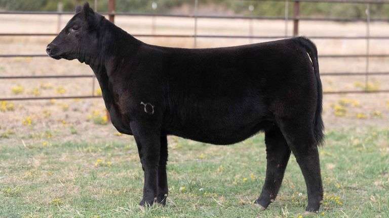 BEAUPREZ TAG 15 HEIFER