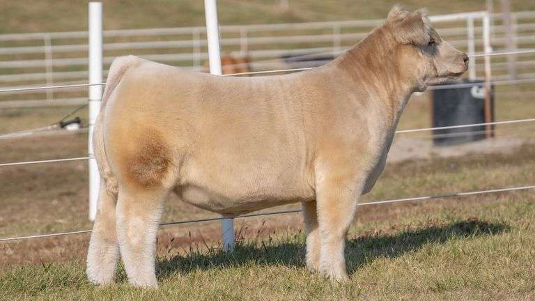 GORETSKA TAG 21 STEER