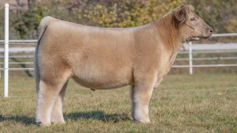 GORETSKA TAG 25 STEER