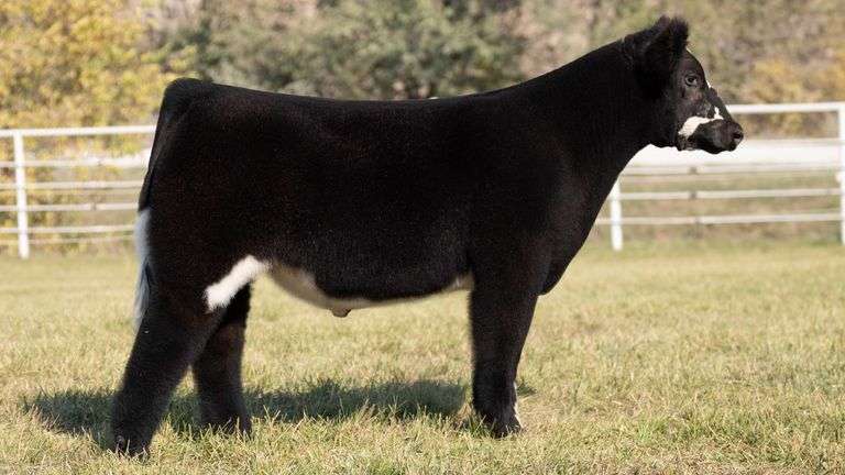 GORETSKA TAG 1 STEER